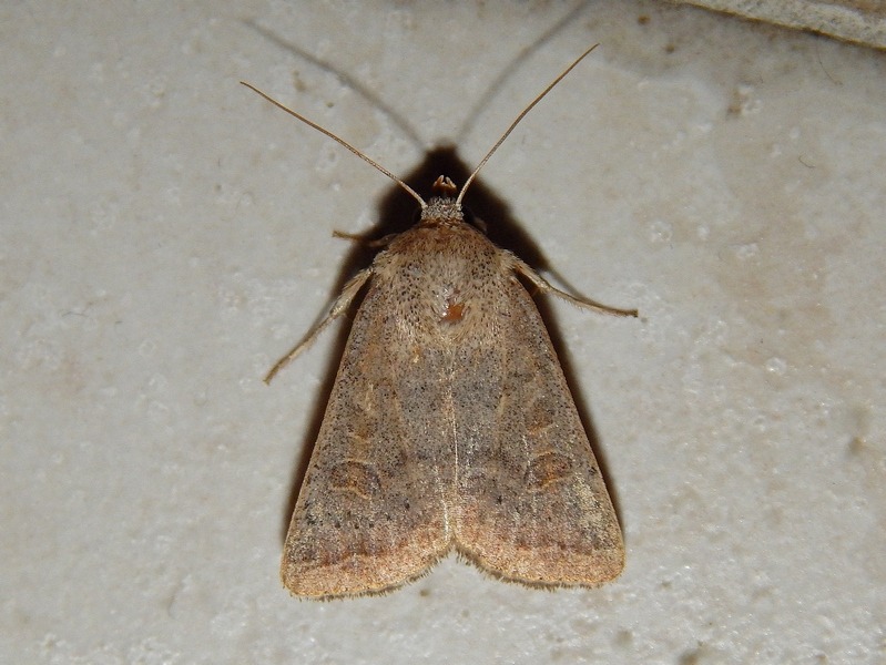Noctuidae da ID